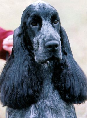 buster07