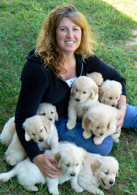 Golden puppies
