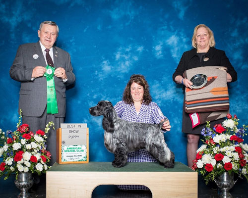 Spaniel Club 2016