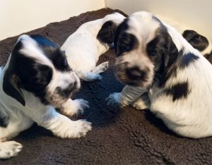 pup001