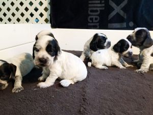 pup002