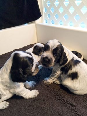 pup003